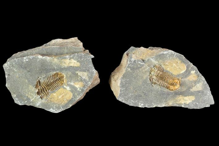 Fossil Calymene Trilobite In Nodule - Morocco #106607